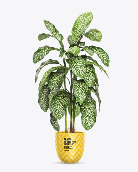 Download Free Dieffenbachia in the Pot Mockup PSD Free Mockups Yellowimages PSD PSD Files
