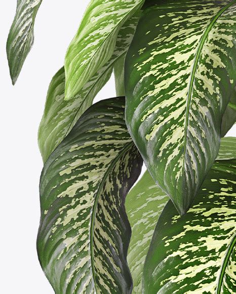 Download Free Dieffenbachia in the Pot Mockup PSD Generator PSD Files