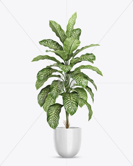 Download Free Dieffenbachia in the Pot Mockup PSD Object Mockups PSD Files