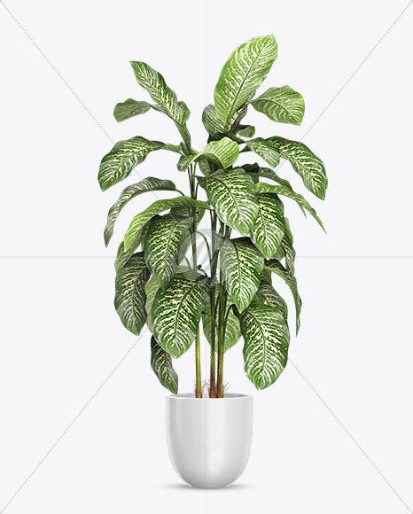 Download Free Dieffenbachia in the Pot Mockup PSD Placeit PSD Files