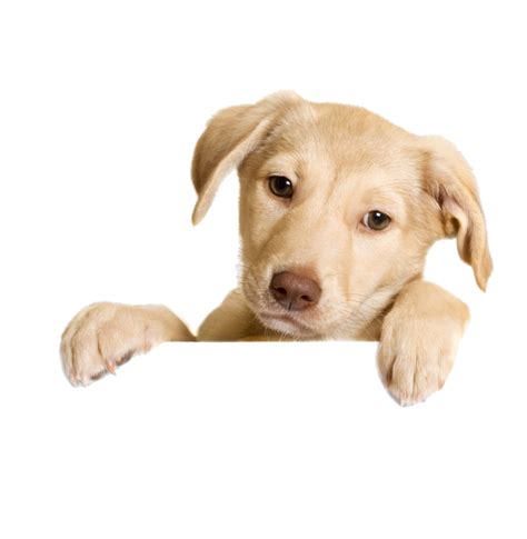 Download Free Dog #1 Vector SVG 3D Layered, Eps 10 for Cricut