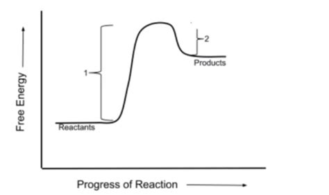 Unlocking the Secret of Abundant Energy: Unraveling the Definition of Free Energy in Biology