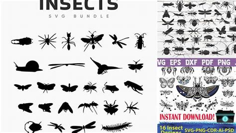 Download Free Insects Silhouettes SVG Bundle Images