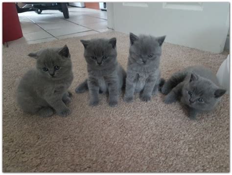 Albania (gray tabby female) Adopted Cat & Kitten Adoption Pet