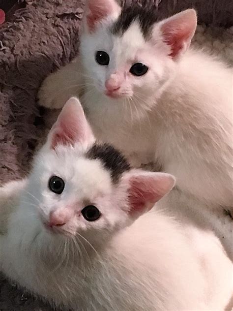 Free Kittens Perth Quokka Pets of Life