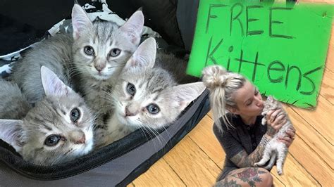 Silk Cat Rescue • The Oak Bunch kittens
