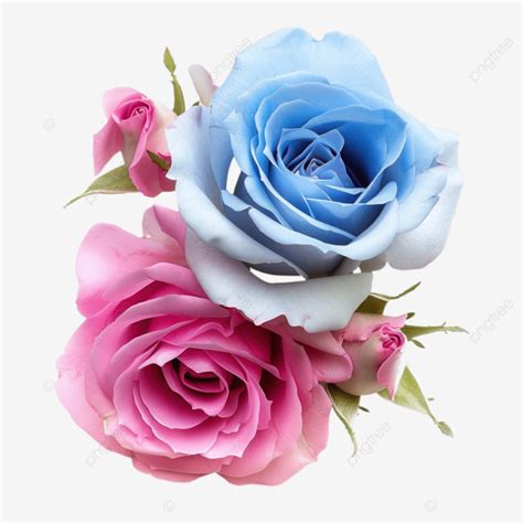 Download Free Pink Rose And Blue Patterns Cut Images