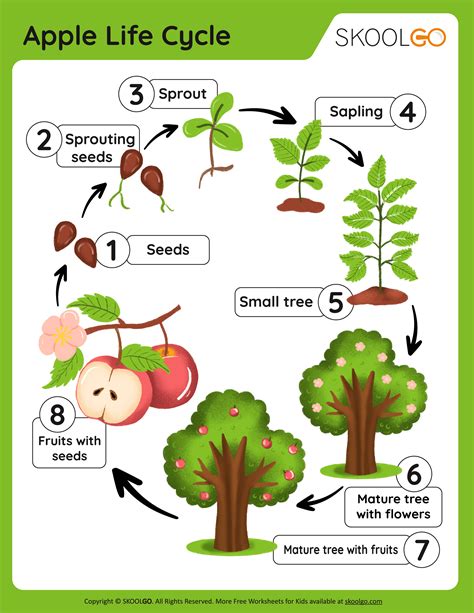 Free Printable Apple Tree Life Cycle Worksheet