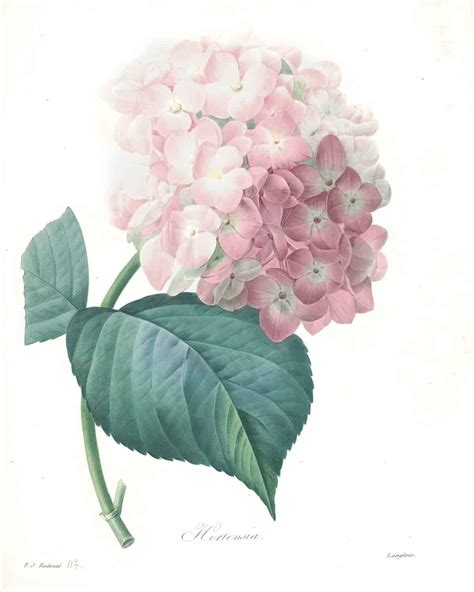 Unlock the Beauty of Nature with our Exquisite Collection of Free Printable Botanical Illustrations