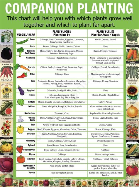 Free Printable Companion Planting Chart For Vegetables