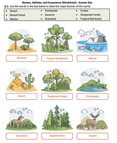 Free Printable Ecosystem Worksheets Pdf