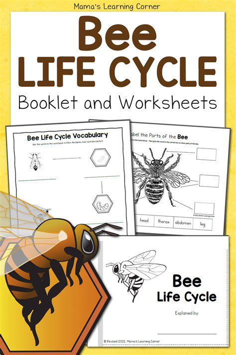 Free Printable Honey Bee Life Cycle Worksheet