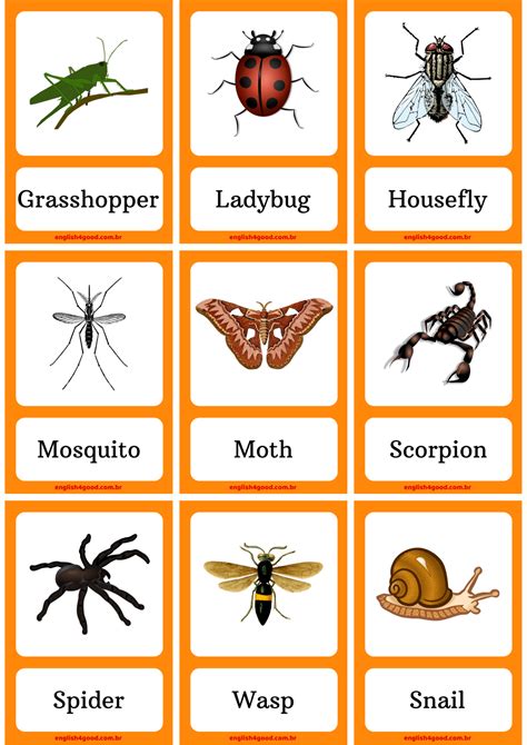 Free Printable Insect Flashcards