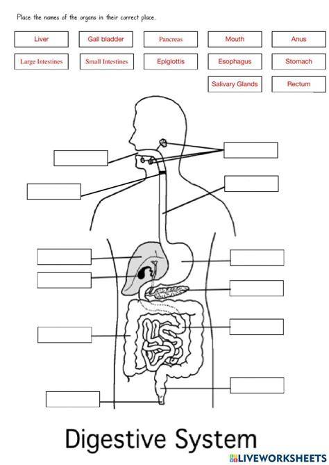 Free Printable Pictures Of The Digestive System Grade 6
