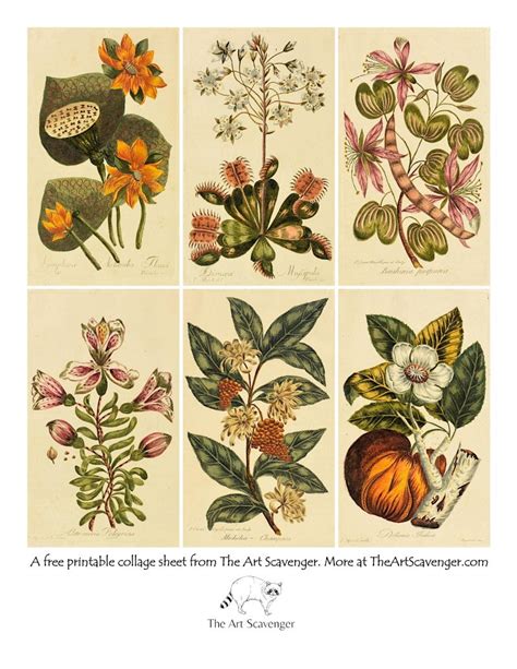 Unleash Your Inner Gardener: Get Creative with Free Printable Plant Illustrations!