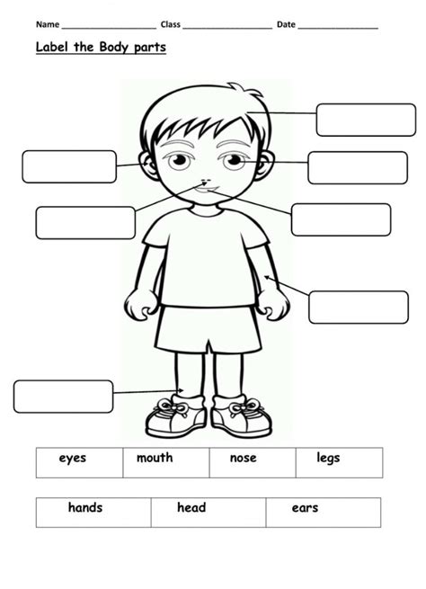 Free Printable To Label Body Parts For Kindergarten