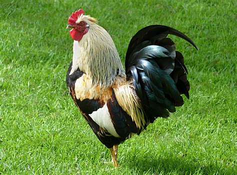 Free Rooster Images