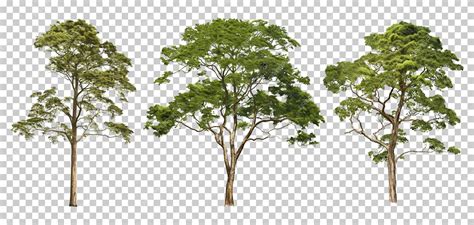 Download Free Set trees PNG, JPG Files For Crafts