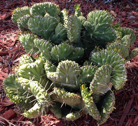 Download Free Spiked Cactus Images