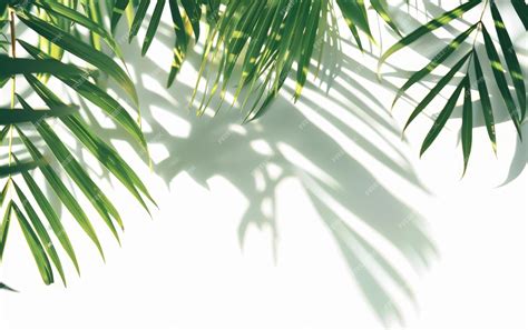 Download Free Tropical Leaf Shadows PSD Templates TIFF Files