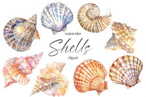 Download Free Watercolor Shells Clipart Commercial Use