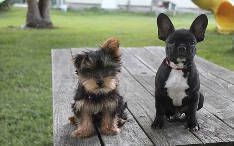 French Bulldog And Yorkie Mix Puppy