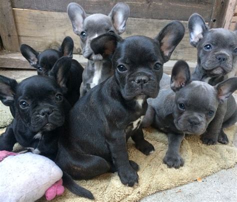French Bulldog Breeders Sacramento: Finding Quality Puppies