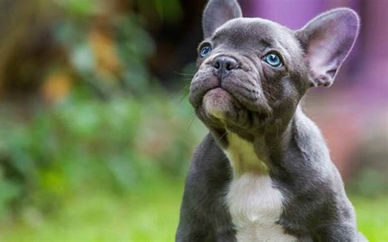 French Bulldog Cost