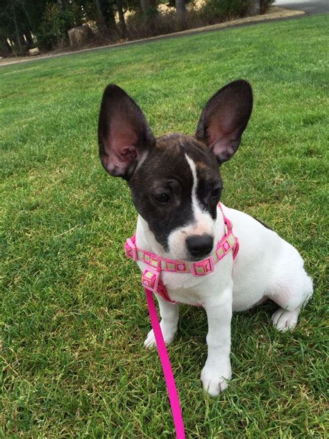 French Bulldog Cross Jack Russell Puppies: The Perfect Mix