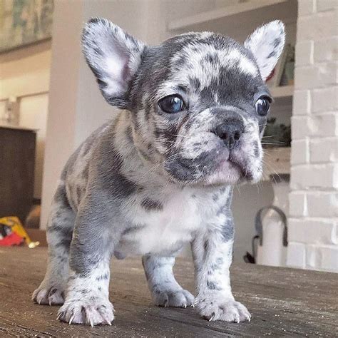 Akc french bulldog merle pied male puppy frenchieforsale 