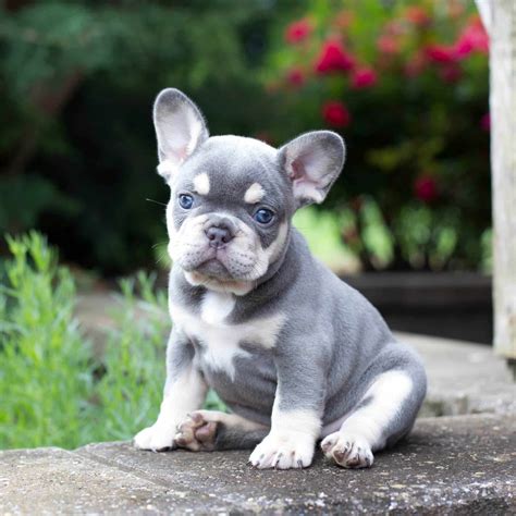 French Bulldog Puppies For Sale In Louisiana