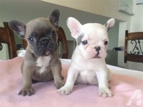 French Bulldog Puppies Virginia: An Adorable Addition To Your Family