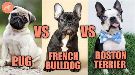 Pug VS French Bulldog VS Boston Terrier Barking Royalty Pugs