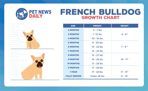 French Bulldog Growth Chart. French Bulldog Weight Calculator. (2022)