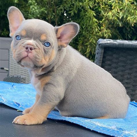 French Bulldogs For Sale In Ct