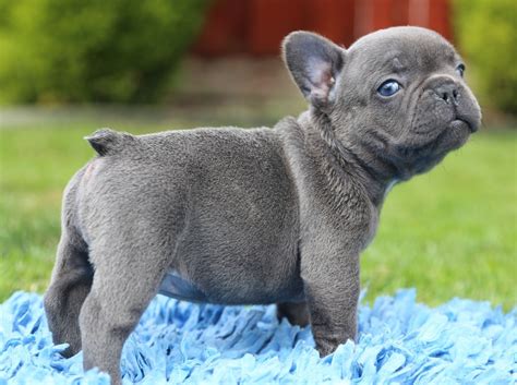 French Bulldogs For Sale Oregon