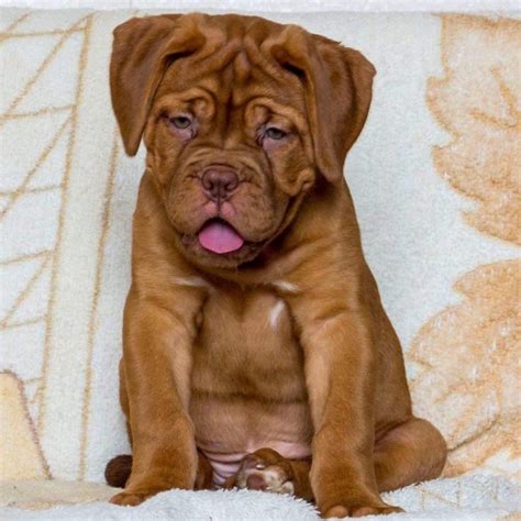 French Mastiff Puppies For Sale Near Me