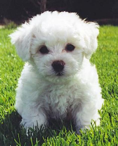French Bichons - The Adorable And Loving Dogs