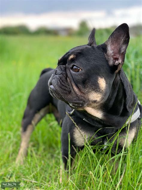 Stunning Black and Tan French bulldog puppies in Barry, Vale of