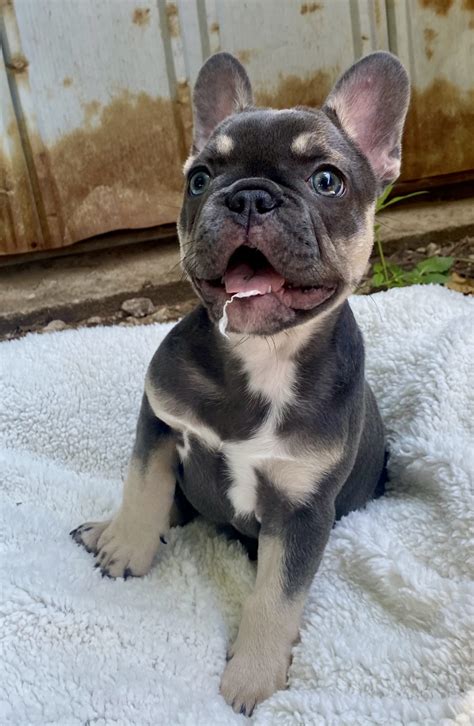 SoldHoagie Blue w/ Tan Points Male French Bulldog The French Bulldog