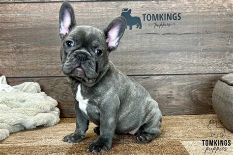 Blue brindle French bulldog puppy is the cutest French bulldog