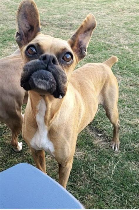 French Bulldog Boxer Mix —