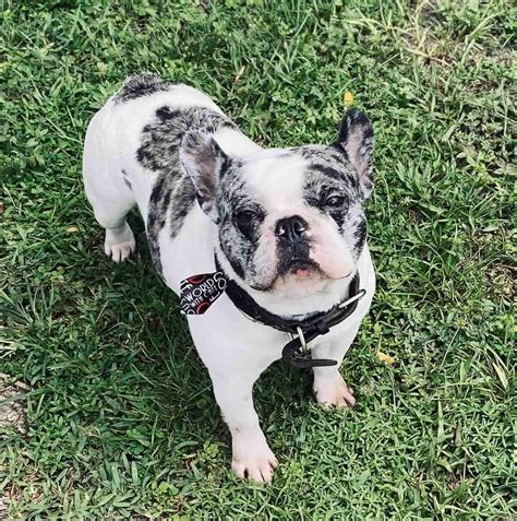 Akc french bulldog merle pied male puppy frenchieforsale 