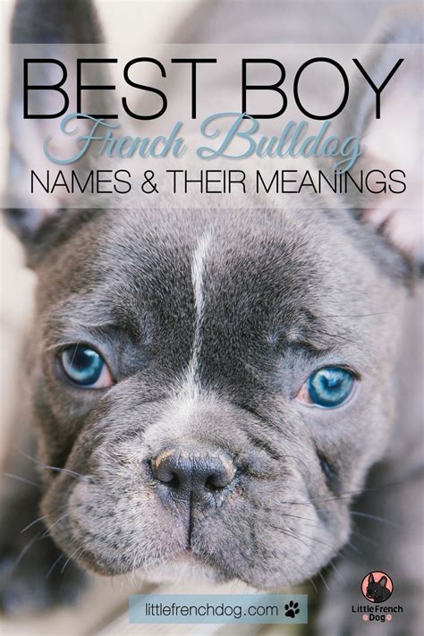 Male French Bulldog Names French bulldog names, Bulldog names, French