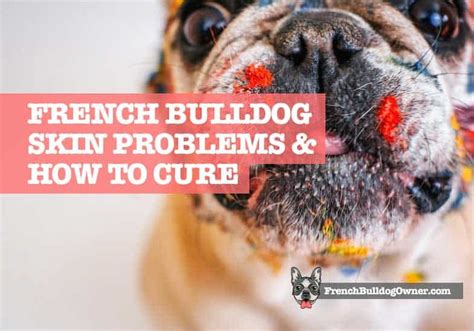 Don't Let Your Beloved French Bulldog Suffer: Understanding and Managing Common Skin Issues