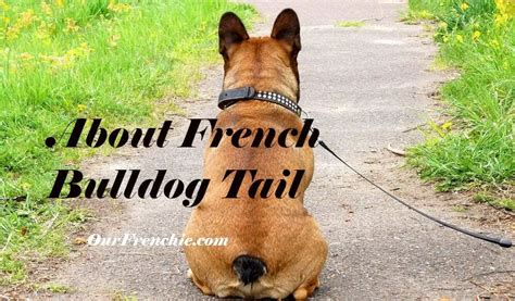 French Bulldog Tail Is It Cropped or Natural Born? French Bulldog Breed
