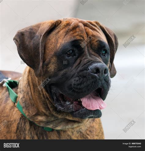 Bordeaux Boxer French Mastiff Image & Photo Bigstock