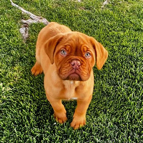French Mastiff Puppies for Sale in Delhi Ncr at Best Price Dav Pet Lovers