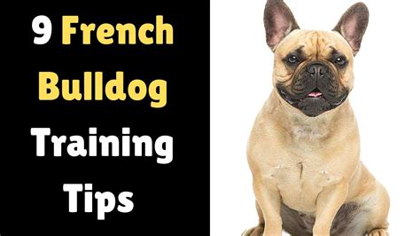 Unveiling the Irresistible Charm of French Bulldogs