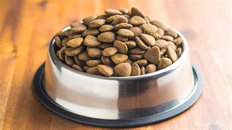 Frequently Asked Questions About Dog Food Quantity